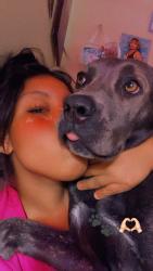 Lost Female Dog last seen Near e 76th pls Los Angeles ca 90003, Los Angeles, CA 90003
