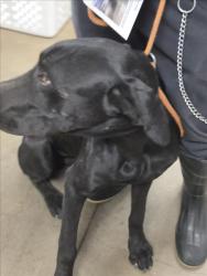 Shelter Stray Female Dog last seen , 14409 Vanowen St, Van Nuys, CA 91405, USA