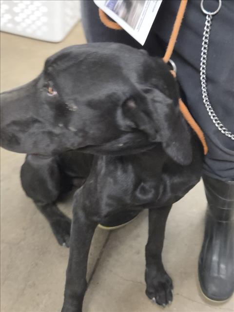 Shelter Stray Female Dog last seen , 14409 Vanowen St, Van Nuys, CA 91405, USA