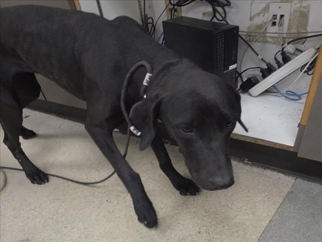 Shelter Stray Male Dog last seen , 14409 Vanowen St, Van Nuys, CA 91405, USA