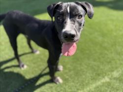 Shelter Stray Male Dog last seen , 3201 Lacy St, Los Angeles, CA 90031, USA