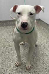 Shelter Stray Female Dog last seen Near BLOCK VERMONT ST, DETROIT MI 48208, 7401 Chrysler Dr, Detroit, MI 48211, USA