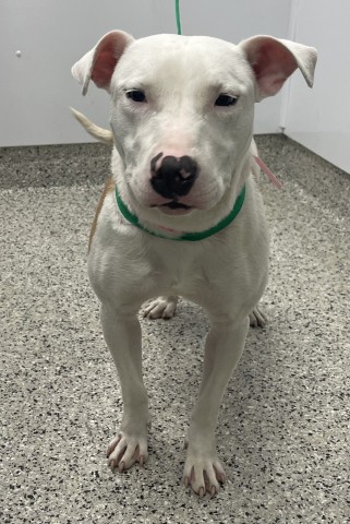 Shelter Stray Female Dog last seen Near BLOCK VERMONT ST, DETROIT MI 48208, 7401 Chrysler Dr, Detroit, MI 48211, USA