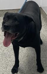 Shelter Stray Male Dog last seen Near BLOCK E OUTER DR, DETROIT MI 48234, 7401 Chrysler Dr, Detroit, MI 48211, USA