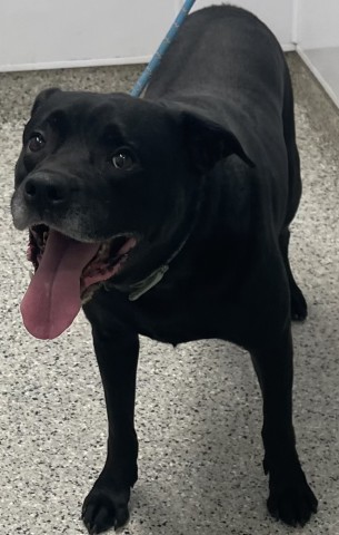 Shelter Stray Male Dog last seen Near BLOCK E OUTER DR, DETROIT MI 48234, 7401 Chrysler Dr, Detroit, MI 48211, USA
