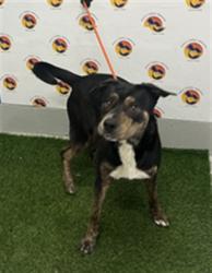 Shelter Stray Male Dog last seen SR 54 AND 41, 19640 Dogpatch Ln, Land O' Lakes, FL 34638, USA