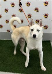 Shelter Stray Male Dog last seen HAPPY HILL ROAD AND VALLEY RIDGE ROAD, 19640 Dogpatch Ln, Land O' Lakes, FL 34638, USA