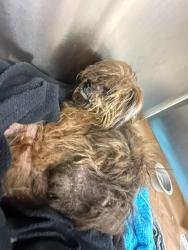 Shelter Stray Female Dog last seen BLAYTON STREET, 19640 Dogpatch Ln, Land O' Lakes, FL 34638, USA