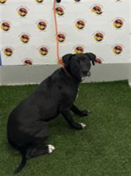 Shelter Stray Female Dog last seen GREEN KEY RD & WARNER AVE, 19640 Dogpatch Ln, Land O' Lakes, FL 34638, USA