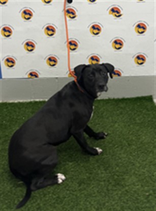 Shelter Stray Female Dog last seen GREEN KEY RD & WARNER AVE, 19640 Dogpatch Ln, Land O' Lakes, FL 34638, USA