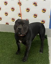 Shelter Stray Male Dog last seen DOGPATCH LN, 19640 Dogpatch Ln, Land O' Lakes, FL 34638, USA