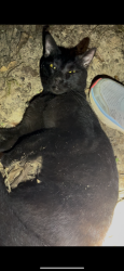 Found/Stray Male Cat last seen Campground school rd, Paulding County, GA 30157