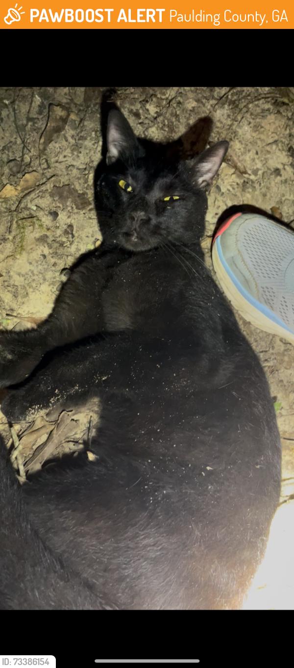 Found/Stray Male Cat last seen Campground school rd, Paulding County, GA 30157