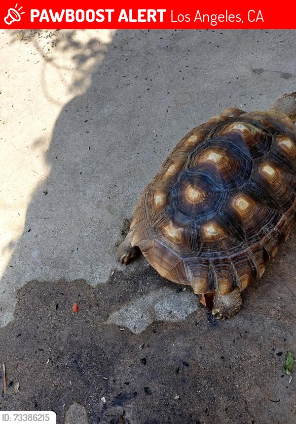 Lost Unknown Reptile last seen Roscoe / Shoup, Los Angeles, CA 91304