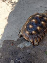 Lost Unknown Reptile last seen Roscoe / Shoup, Los Angeles, CA 91304