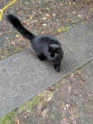 Reunited Unknown Cat last seen Private driveway, between 12th &14th, Tacoma, WA 98445