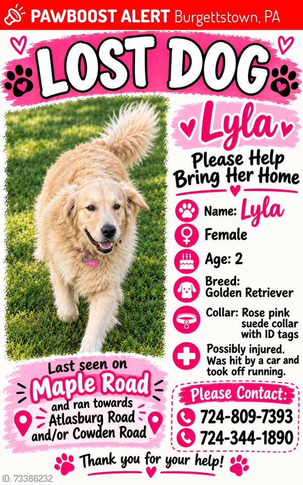 Lost Female Dog last seen Maple road Burgettstown, Pa 15021, Burgettstown, PA 15021