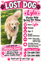 Lost Female Dog last seen Maple road Burgettstown, Pa 15021, Burgettstown, PA 15021