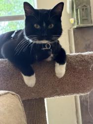 Lost Female Cat last seen 70th Ave NE Juanita drive, Kirkland, WA 98034
