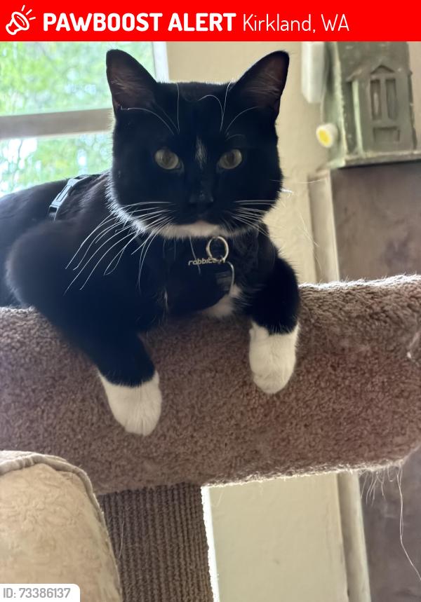 Lost Female Cat last seen 70th Ave NE Juanita drive, Kirkland, WA 98034