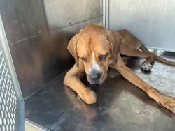 Shelter Stray Male Dog last seen Near Overton Brooks Rd, Caddo Parish, LA, 1500 Monty St, Shreveport, LA 71107, USA