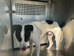 Shelter Stray Male Dog last seen Near Overton Brooks Rd, Caddo Parish, LA, 1500 Monty St, Shreveport, LA 71107, USA