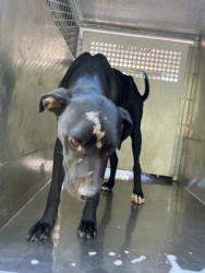 Shelter Stray Female Dog last seen Looney St., Caddo Parish, LA, 1500 Monty St, Shreveport, LA 71107, USA