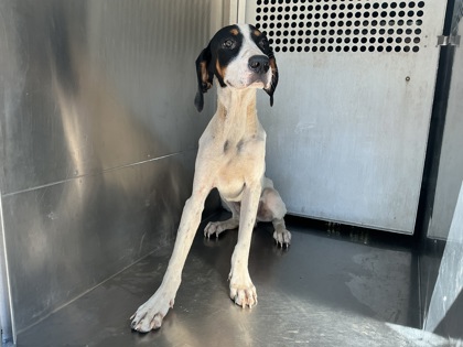 Shelter Stray Male Dog last seen Looney St., Caddo Parish, LA, 1500 Monty St, Shreveport, LA 71107, USA
