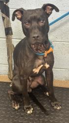 Shelter Stray Male Dog last seen Near Ashley Lane, 30087, GA, 3280 Chamblee Dunwoody Rd, Chamblee, GA 30341, USA