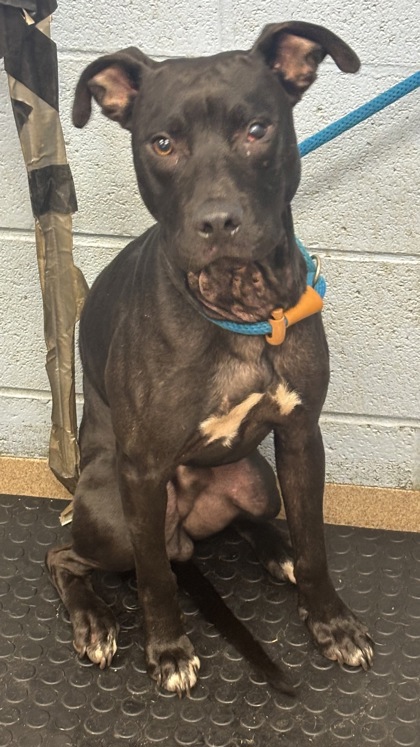 Shelter Stray Male Dog last seen Near Ashley Lane, 30087, GA, 3280 Chamblee Dunwoody Rd, Chamblee, GA 30341, USA
