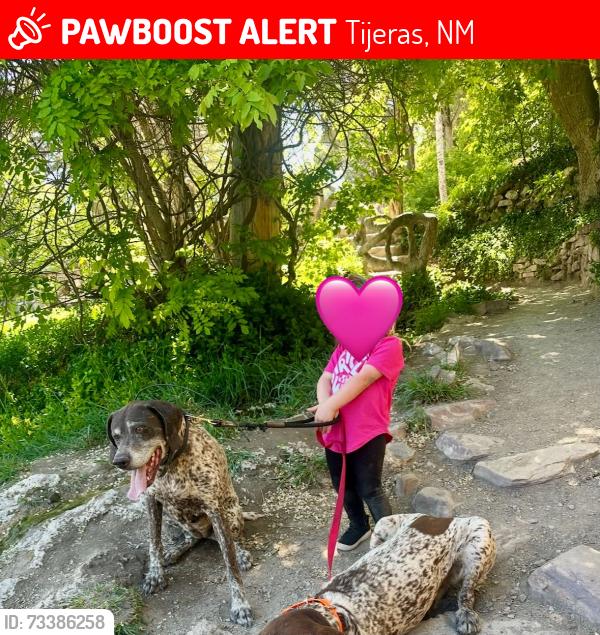 Lost Female Dog last seen Near and Primera Agua, Tijeras, NM 87059