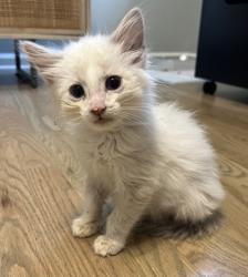 Shelter Stray Male Cat last seen Near Lavista Road, Atlanta, GA, 30329, 30329, GA, 3280 Chamblee Dunwoody Rd, Chamblee, GA 30341, USA