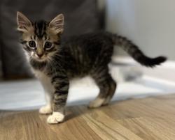 Shelter Stray Male Cat last seen Near Church Street, Clarkston, GA, 30021, 30021, GA, 3280 Chamblee Dunwoody Rd, Chamblee, GA 30341, USA