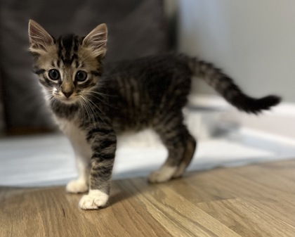 Shelter Stray Male Cat last seen Near Church Street, Clarkston, GA, 30021, 30021, GA, 3280 Chamblee Dunwoody Rd, Chamblee, GA 30341, USA