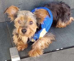 Lost Male Dog last seen Baker Avenue, Santa Rosa, CA 95407