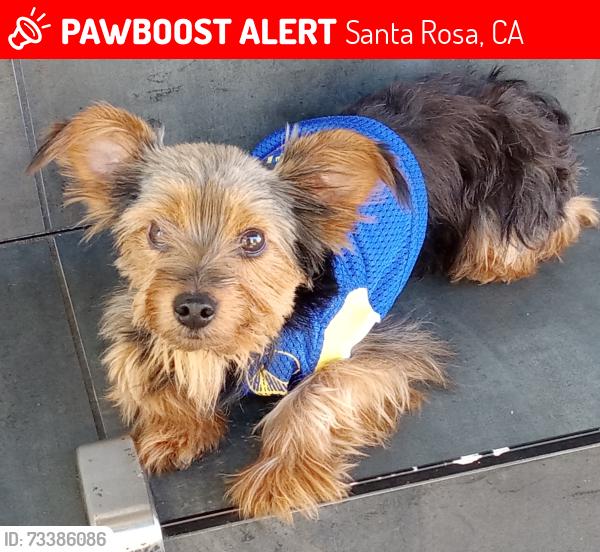 Lost Male Dog last seen Baker Avenue, Santa Rosa, CA 95407