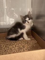 Shelter Stray Male Cat last seen Near Overhead Bridge Rd, County/Unicorporated, NC, 1491 Business Park Ct, Gastonia, NC 28052, USA