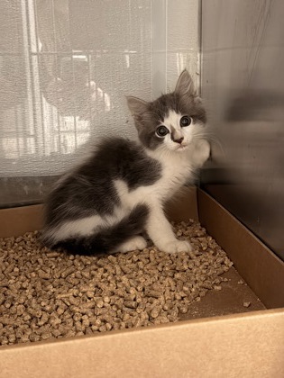 Shelter Stray Male Cat last seen Near Overhead Bridge Rd, County/Unicorporated, NC, 1491 Business Park Ct, Gastonia, NC 28052, USA