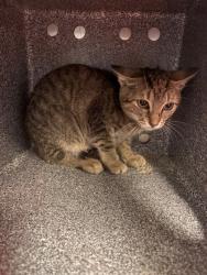 Shelter Stray Female Cat last seen Near N Main, District 1 - North Cleburne, TX, 2375 Service Dr, Cleburne, TX 76033, USA