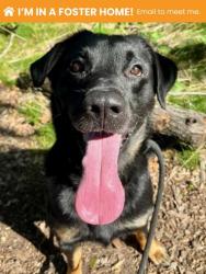 Shelter Stray Male Dog last seen Near Mariban ct, 21225, MD, 2490 Giles Rd, Baltimore, MD 21225, USA