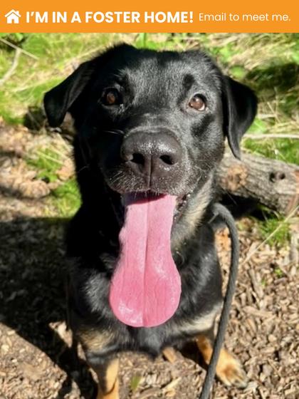Shelter Stray Male Dog last seen Near Mariban ct, 21225, MD, 2490 Giles Rd, Baltimore, MD 21225, USA