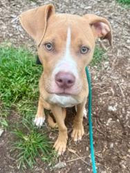 Shelter Stray Female Dog last seen Near Giles Rd, 21225,, 2490 Giles Rd, Baltimore, MD 21225, USA