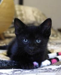 Shelter Stray Female Cat last seen Near Giles Road, 21225, MD, 2490 Giles Rd, Baltimore, MD 21225, USA