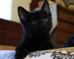 Shelter Stray Male Cat last seen Near Giles Road, 21225, MD, 2490 Giles Rd, Baltimore, MD 21225, USA