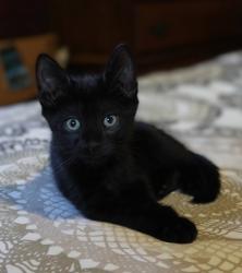 Shelter Stray Male Cat last seen Near Giles Road, 21225, MD, 2490 Giles Rd, Baltimore, MD 21225, USA