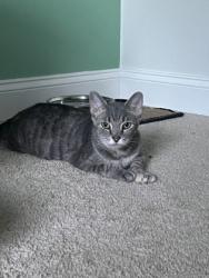 Shelter Stray Female Cat last seen Near N Collington Ave, 21213, MD, 2490 Giles Rd, Baltimore, MD 21225, USA