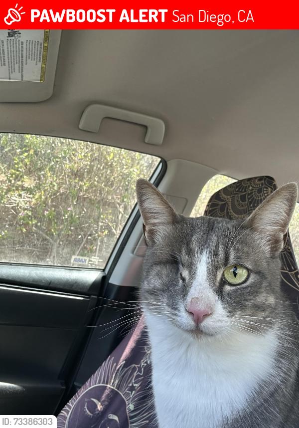Lost Male Cat last seen area between PLHS and Ortiz’s, San Diego, CA 92106