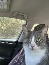 Lost Male Cat last seen area between PLHS and Ortiz’s, San Diego, CA 92106