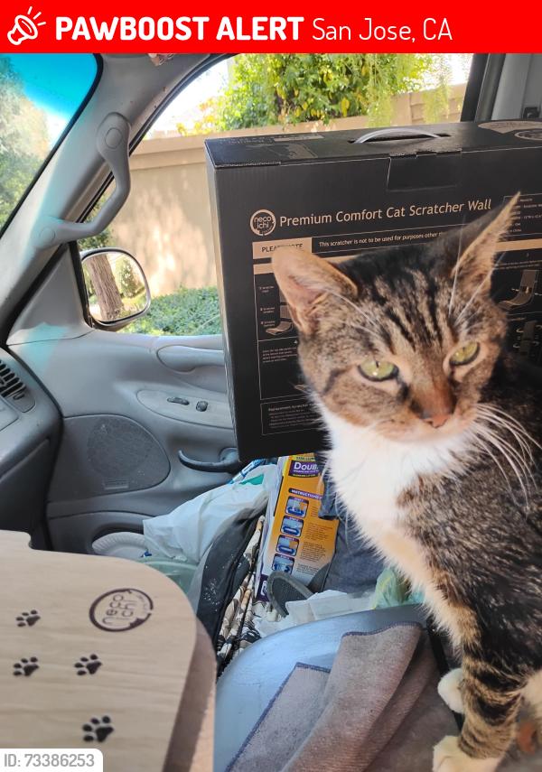 Lost Female Cat last seen Winfield Blvd/ Almaden lake Dr, San Jose, CA 95123