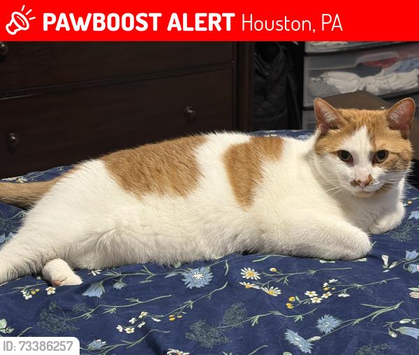 Lost Male Cat last seen First street, second street, Houston, PA 15342